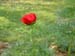 tenuifolia_kl07