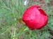 tenuifolia_kl08