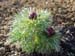 tenuifolia_r_p_zep01