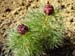 tenuifolia_r_p_zep02