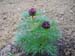 tenuifolia_r_p_zep03