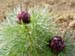 tenuifolia_r_p_zep04