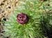 tenuifolia_r_p_zep05