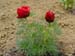 tenuifolia_r_p_zep06