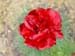 tenuifolia_r_p_zep07
