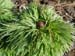 tenuifolia_r_plena_kl01