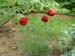 tenuifolia_r_plena_kl05