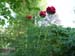 tenuifolia_r_plena_kl06