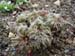 tenuifolia_st_jean01
