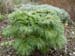 tenuifolia_st_jean02