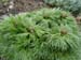 tenuifolia_st_jean03