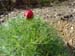 tenuifolia_st_jean04