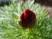 tenuifolia_st_jean05