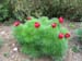 tenuifolia_st_jean06