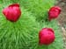 tenuifolia_st_jean07