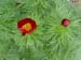 tenuifolia_st_jean08