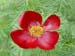 tenuifolia_st_jean09