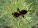 tenuifolia_st_jean10