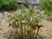 veitchii_kelways01