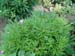 veitchii_kelways04