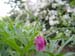 veitchii_kelways06