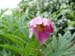 veitchii_kelways08