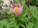 wittmaniana_lanza02