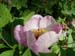 wittmaniana_lanza05